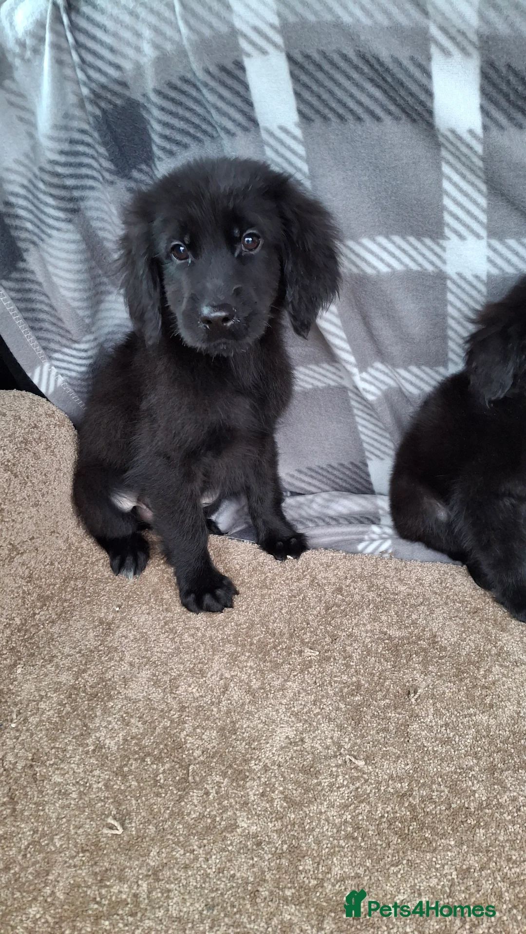 Mixed Breed dogs for sale: flat coated retriever x golden retriever puppies. - Advert 15