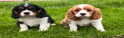 Cavalier King Charles Spaniel dogs for sale: Beautiful cavalier King Charles puppies  - Advert 18