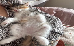 Domestic Shorthair cats for sale: Beautiful tabby female and accessories  - Image 7