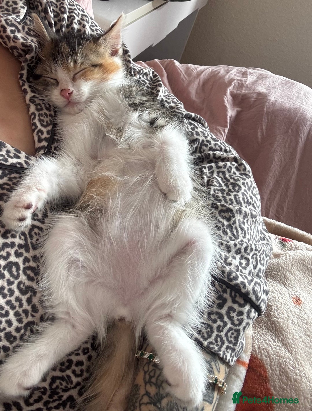 Domestic Shorthair cats for sale: Beautiful tabby female and accessories  - Image 7