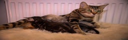 Bengal cats for sale: Adorable Snow / Charcoal Bengal kittens for sale - Advert 3