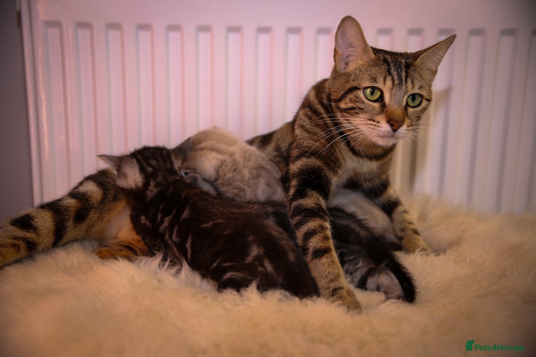 Bengal cats for sale: Adorable Snow / Charcoal Bengal kittens for sale - Advert 3