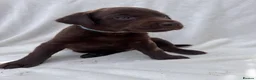Labrador Retriever dogs for sale: Redfox cross Boxhead labrador puppies  in Bedford - Advert 3