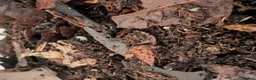 Isopods invertebrates for sale: Mixed isopods, mixed varieties. - Advert 2