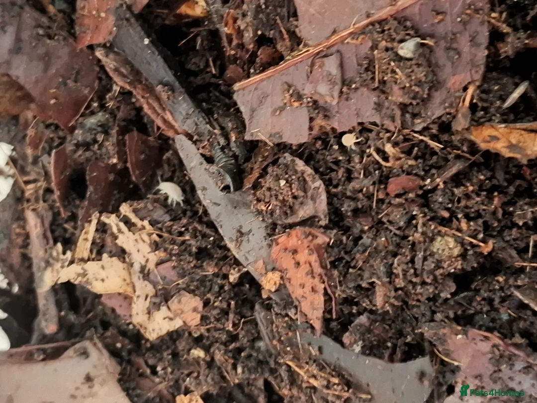 Isopods invertebrates for sale: Mixed isopods, mixed varieties. - Advert 2