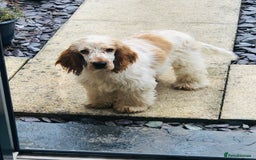 Cocker Spaniel dogs for sale: Beautiful Show Orange Roan Girl Left KC Reg  - Image 12