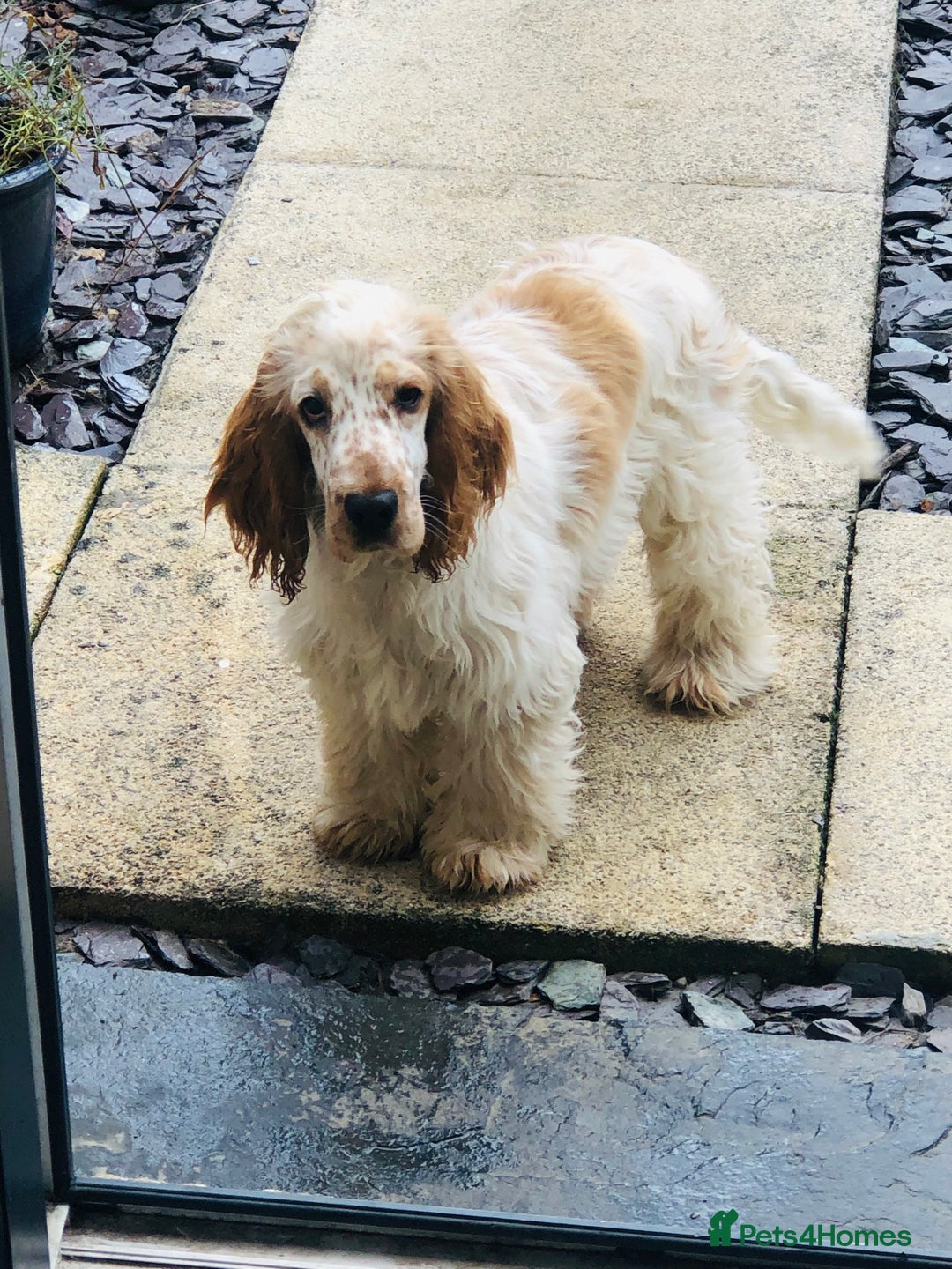 Cocker Spaniel dogs for sale: Beautiful Show Orange Roan Girl Left KC Reg  - Image 12