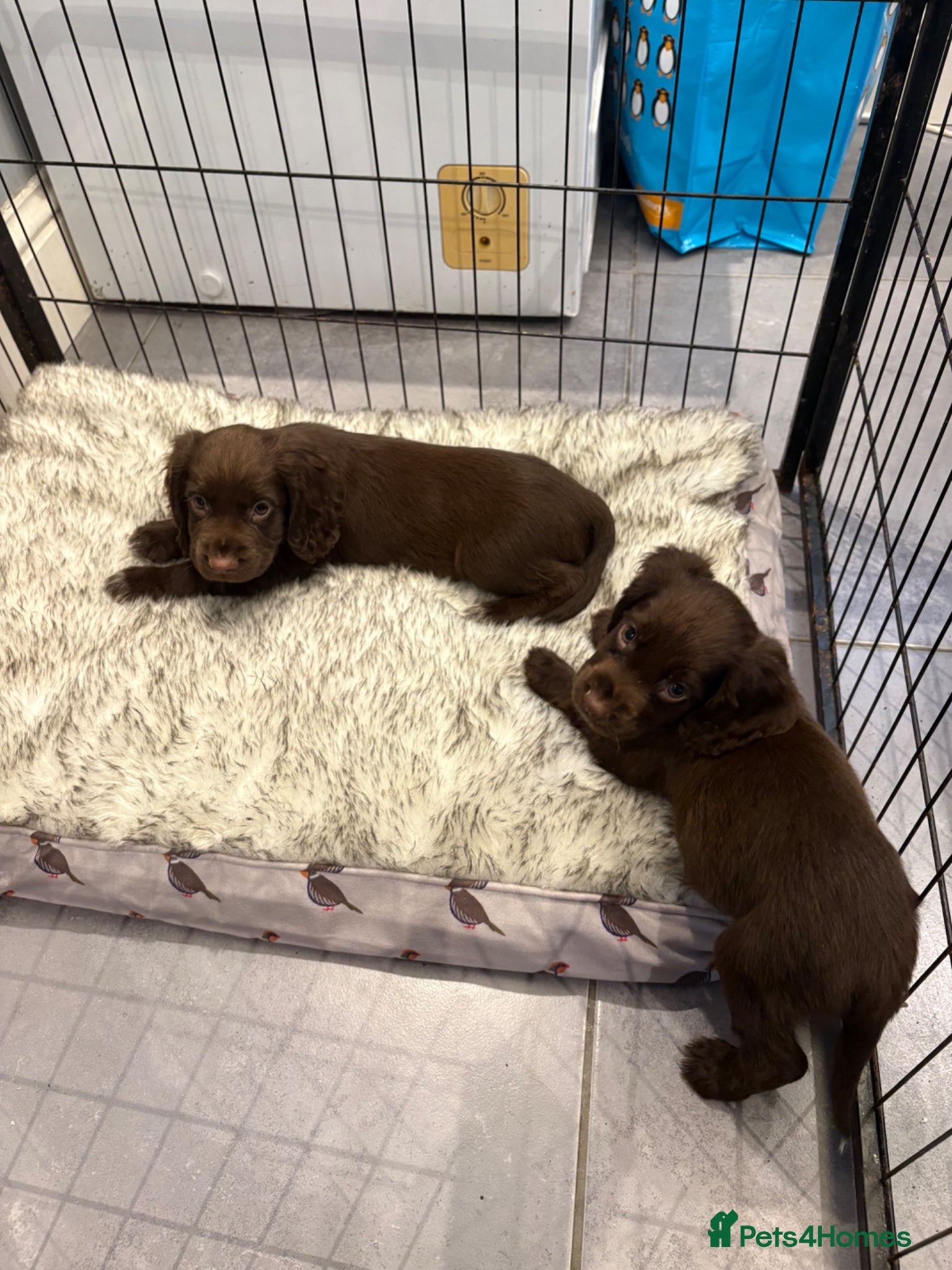 Cocker Spaniel dogs Working cocker spaniels  - Advert 2