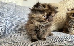Persian cats for sale: Pure Persian kittens - Image 7