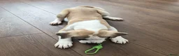 Mixed Breed dogs for sale: F1 American Bulldog x American Akita Puppies - Advert 5