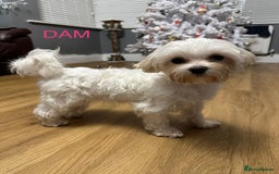 Maltipoo dogs for sale: Stunning F1 Maltipoo Baby Boy - Advert 2