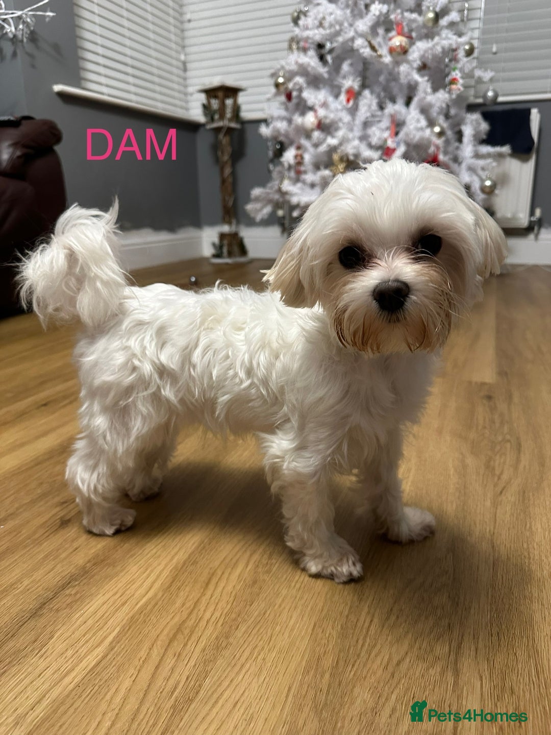 Maltipoo dogs for sale: Stunning F1 Maltipoo Baby Boy - Advert 2