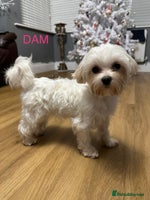 Maltipoo dogs Stunning F1 Maltipoo Baby Boy - Advert 1