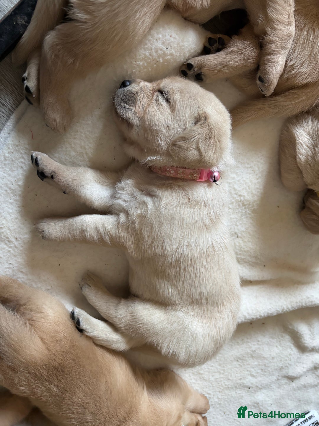 Goldador dogs for sale: Goldador - Image 10