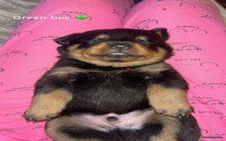 Rottweiler dogs for sale: Beautiful Rottweiler pups  - Image 1