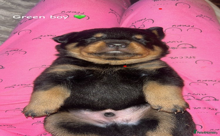 Rottweiler dogs - Advert 13