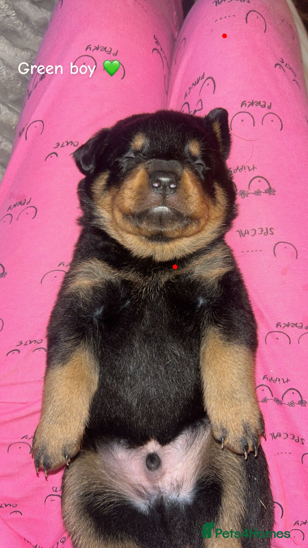 Rottweiler dogs for sale: Beautiful Rottweiler pups  - Image 1