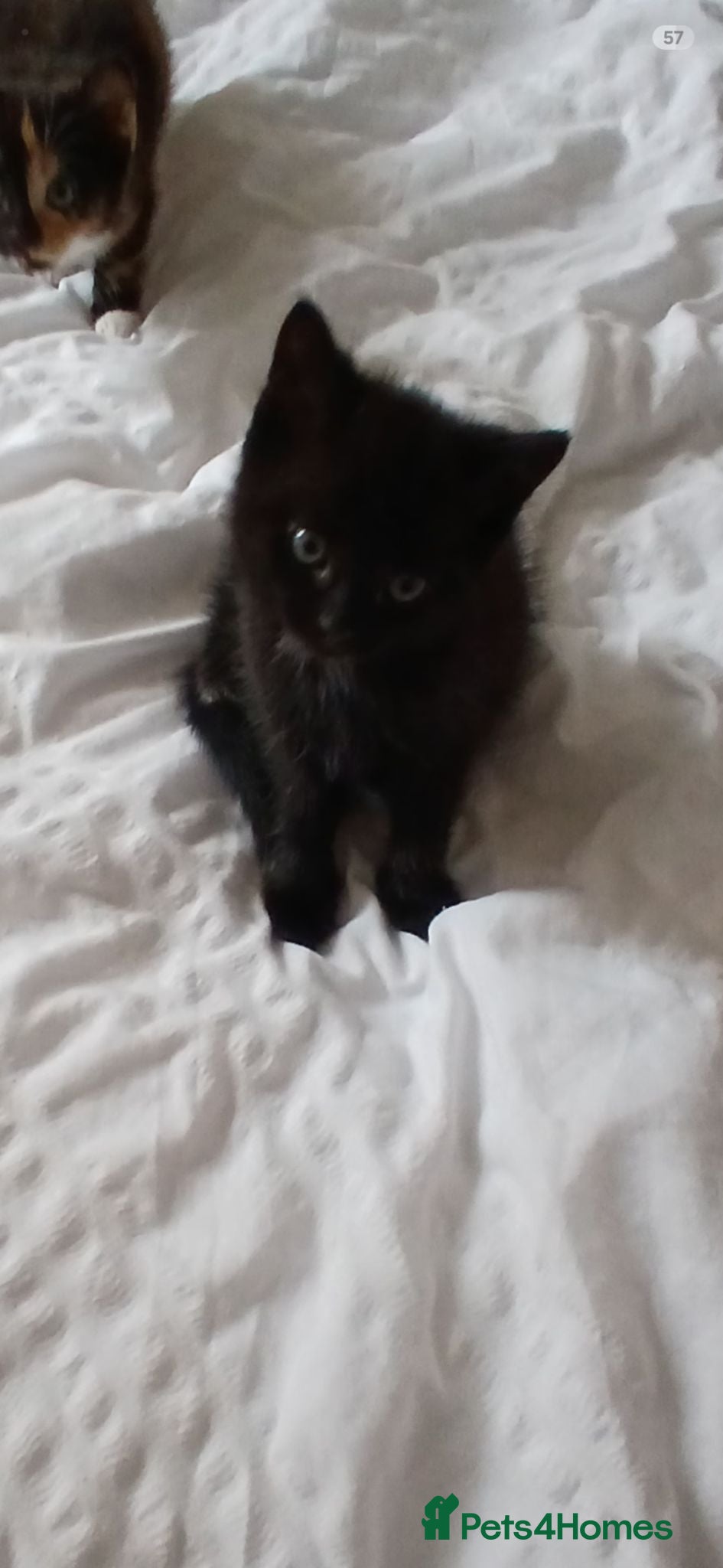 British Shorthair cats Beautiful black kitten  - Advert 1