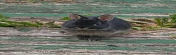 Netherland Dwarf rabbits for sale: Beautiful Netherland Dwarf bunnies - Advert 15