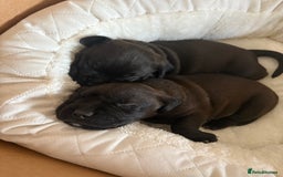 Mixed Breed dogs for sale: Bullador puppies  - Image 9