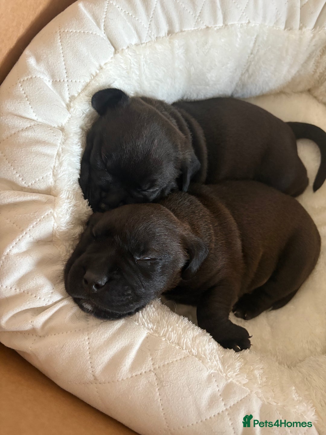 Mixed Breed dogs for sale: Bullador puppies  - Image 9