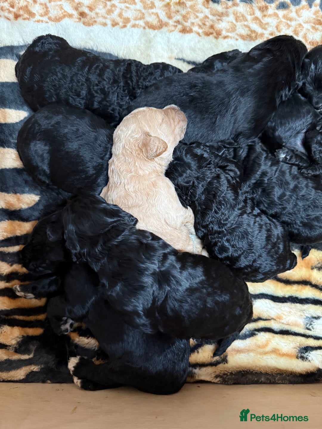 Bernedoodle dogs for sale: Bernedoodle puppies  - Image 15