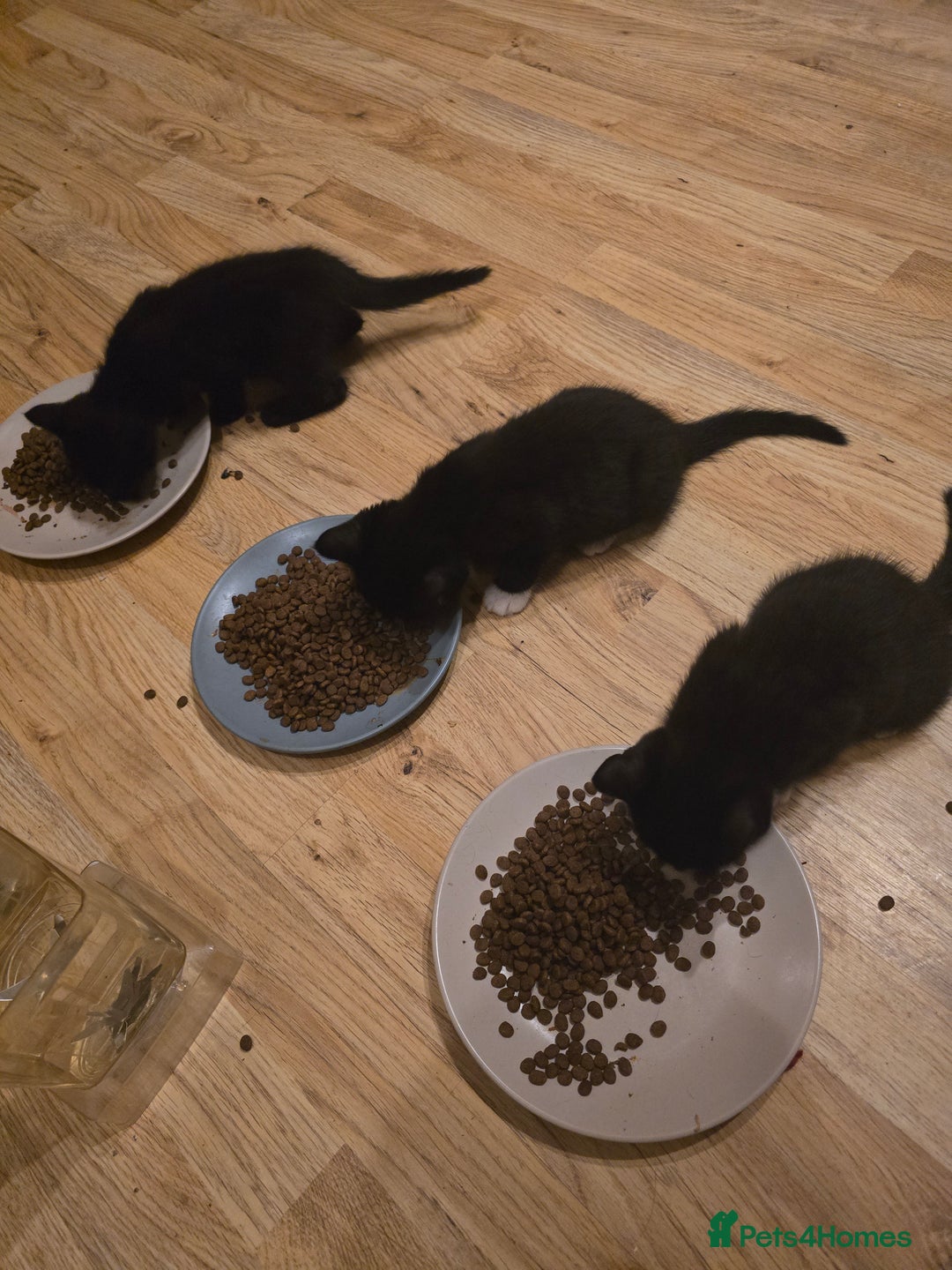 Mixed Breed cats for sale: 5 BEAUTIFUL KITTENS LOOKING NEW HOME  - Image 13