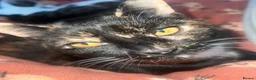 Mixed Breed cats for sale: kittens for sale in Southport - Advert 2