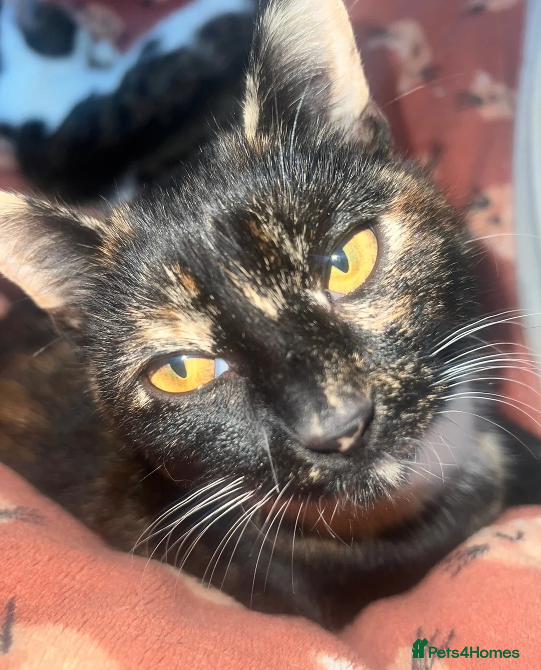 Mixed Breed cats for sale: kittens for sale in Southport - Advert 2