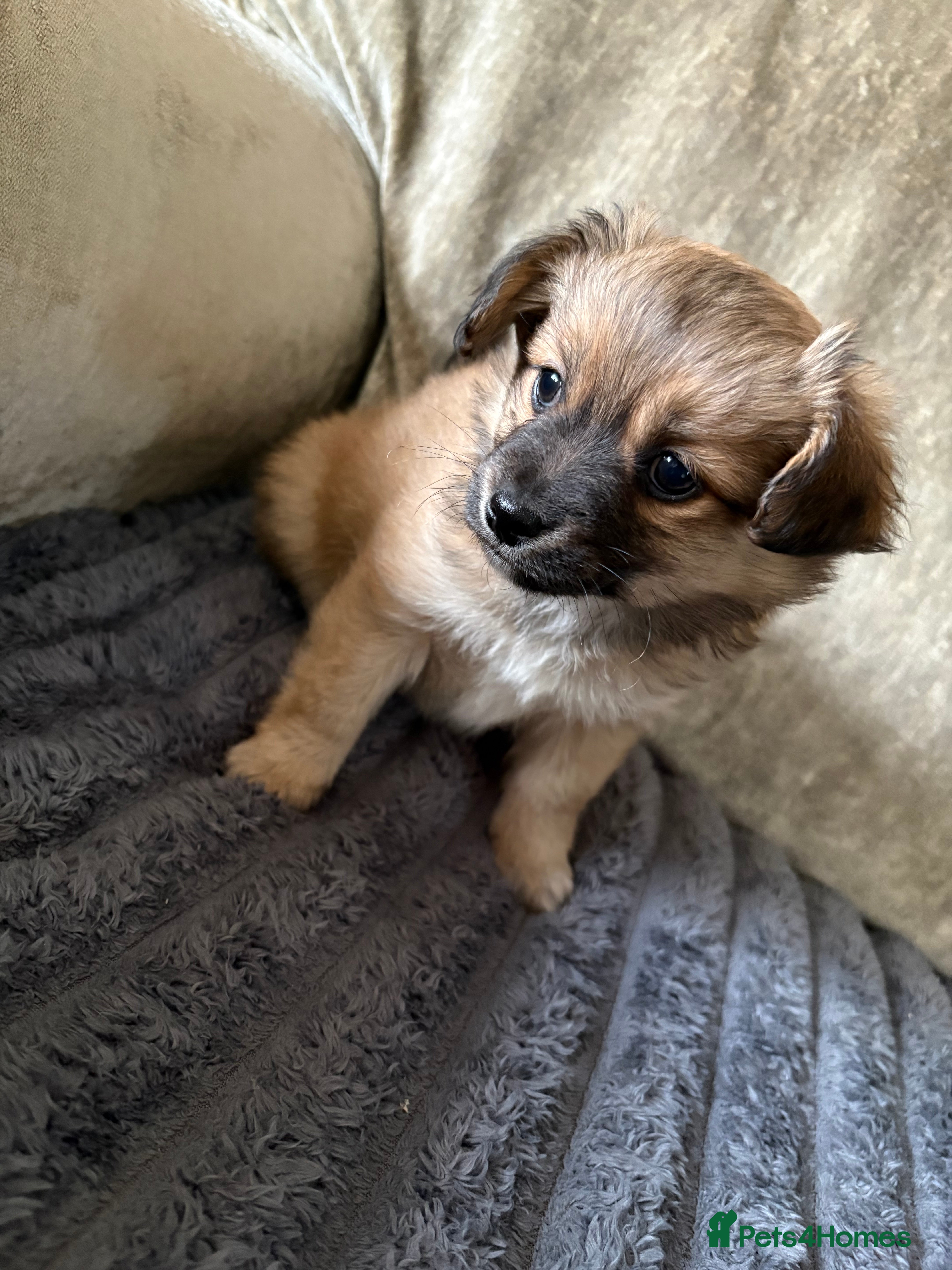 Mixed Breed dogs Pomeranian x Yorkshire terrier puppies - Advert 9