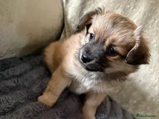 Mixed Breed dogs Pomeranian x Yorkshire terrier puppies - Advert 9