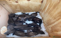 Ferret rodents for sale: Ferret kits for sale  - Image 4