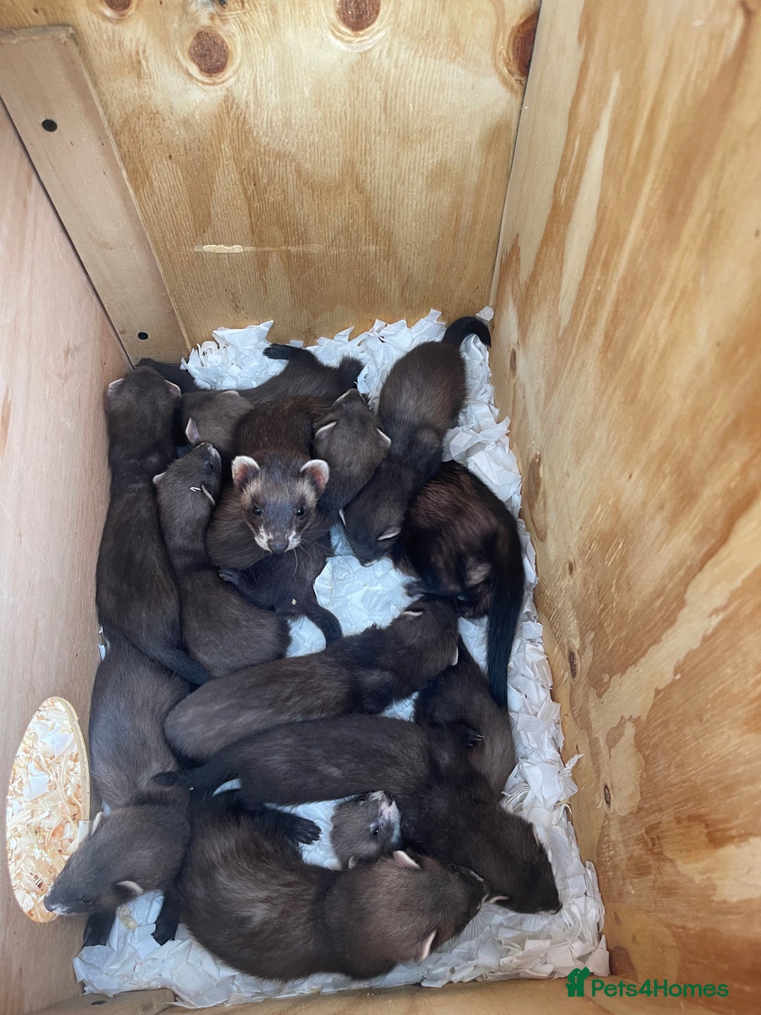 Ferret rodents for sale: Ferret kits for sale  - Image 4