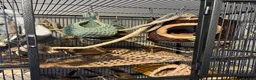 Rat rodents for sale: CAGE + ACCESSORIES Large Standing Rodent Cage - Advert 2