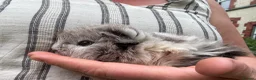 Guinea Pig rodents for sale: Make Guinea pigs  - Advert 6