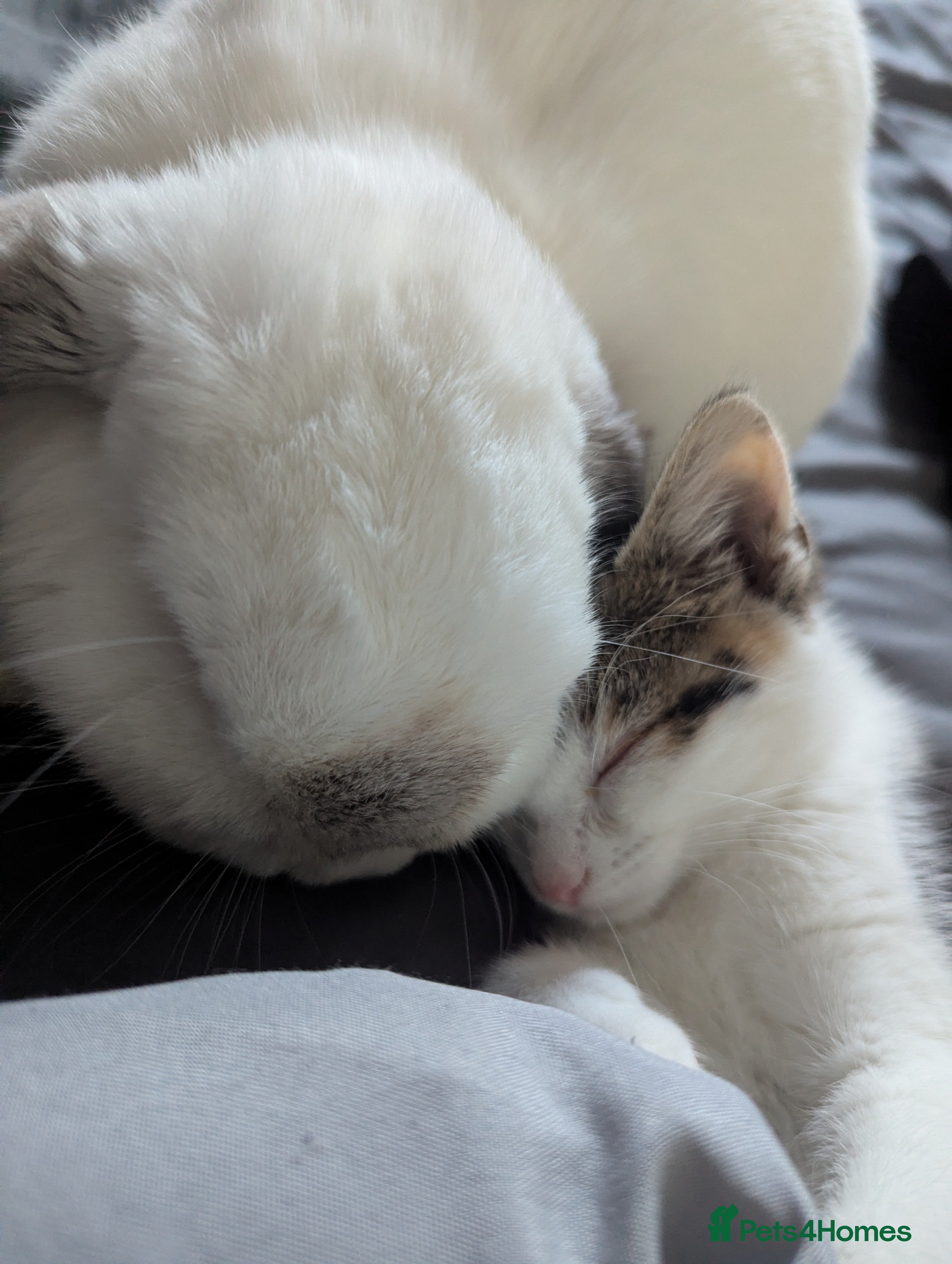 Mini Lop rabbits Gorgeous mini lop  - Advert 4