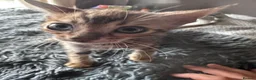 Bengal cats for sale:  Snow Lynx bengal  - Advert 21
