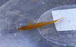 Cichlids fish for sale: Fontosa and Malawi's for sale see prices below - Image 6