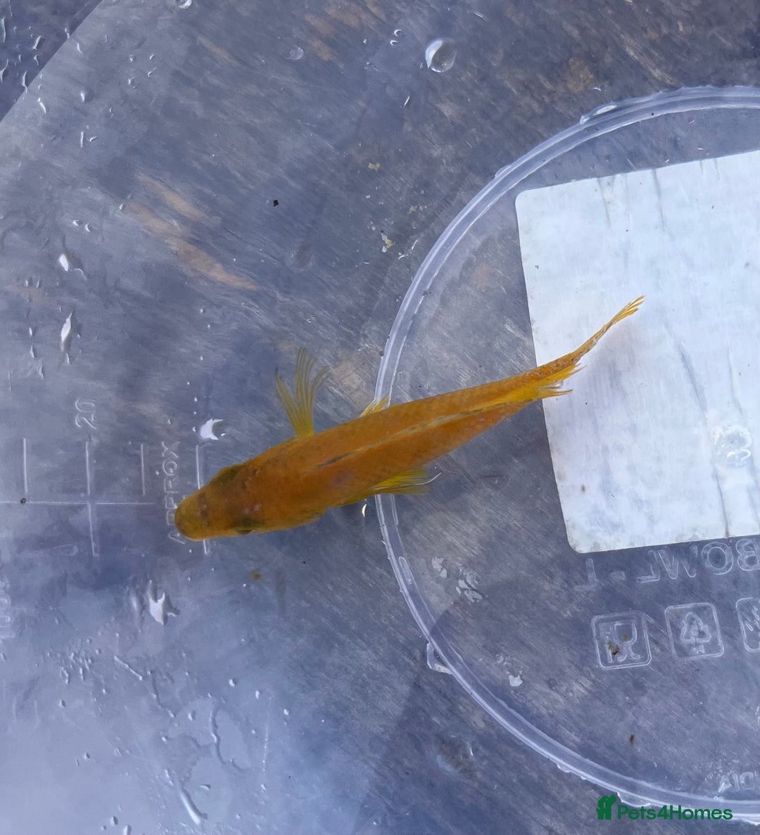 Cichlids fish for sale: Fontosa and Malawi's for sale see prices below - Image 6