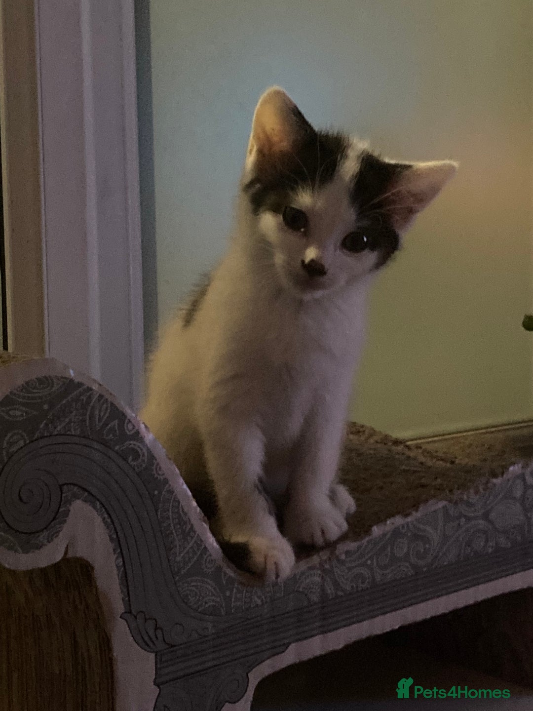Domestic Shorthair cats for sale: Lovely funny little kittens  - Image 18