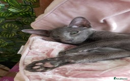 Oriental cats for sale: Full Pedigree Oriental 1 Kitten XL size ears GCCF - Image 30