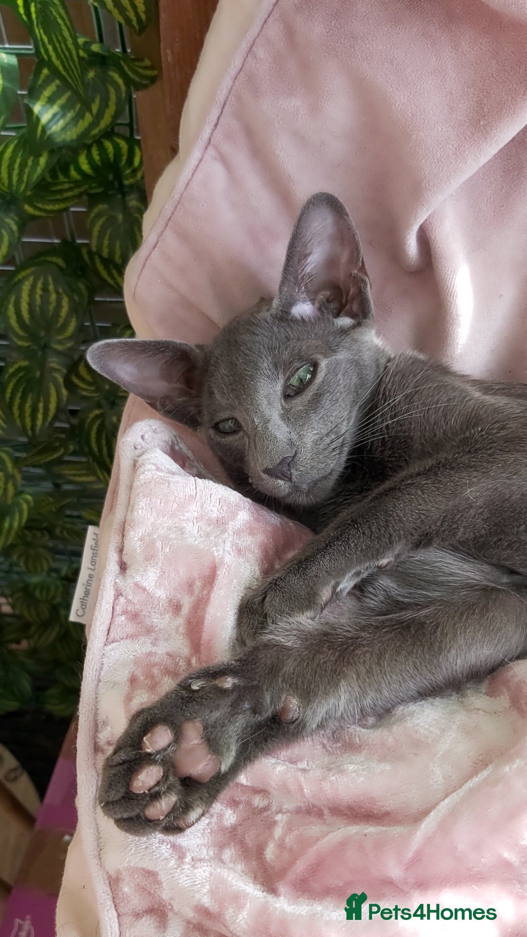 Oriental cats for sale: Full Pedigree Oriental 1 Kitten XL size ears GCCF - Image 30