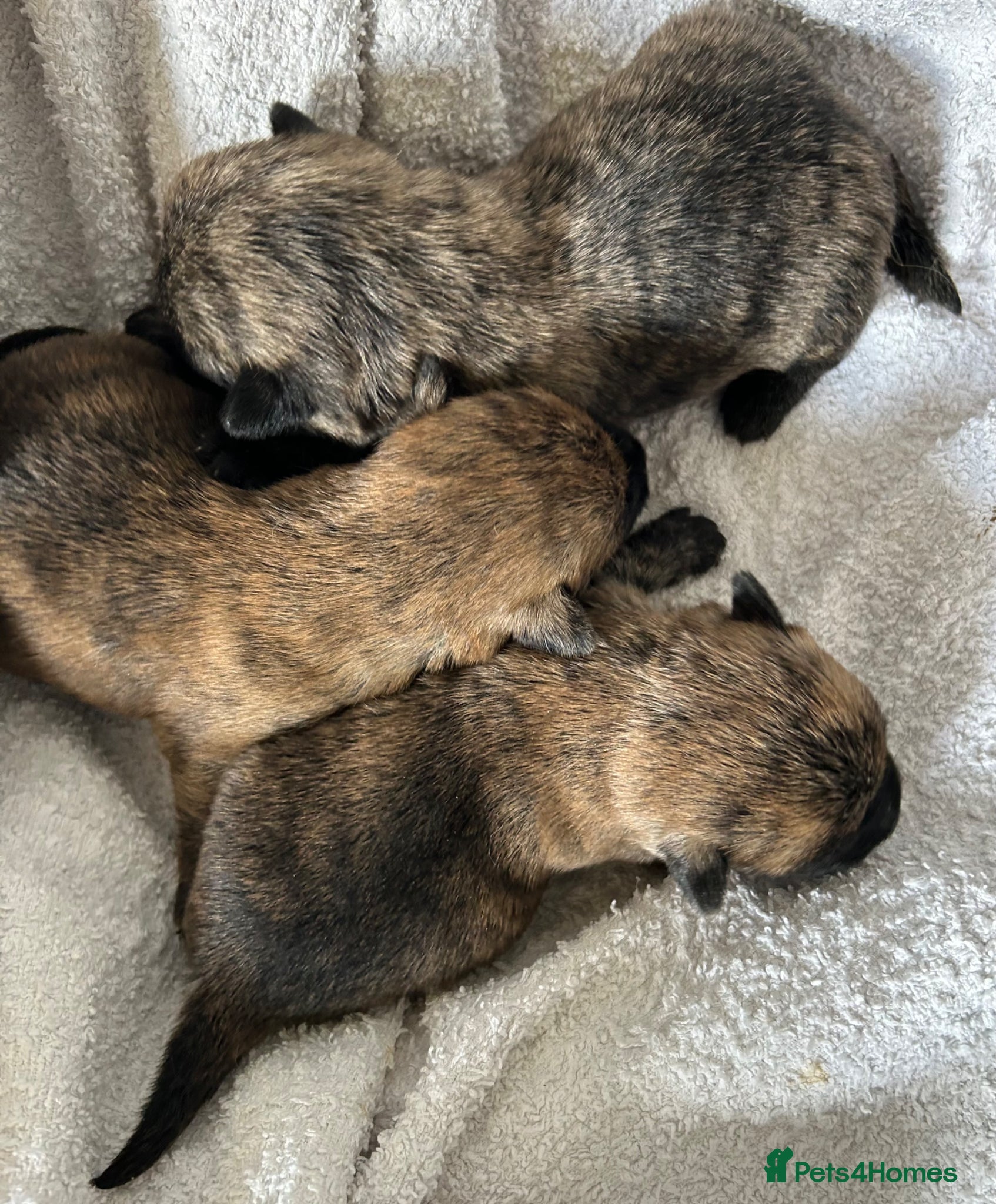 Cairn Terrier dogs GORGEOUS CAIRN TERRIER PUPPYS - Advert 1