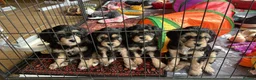Mixed Breed dogs for sale: Absolutely Stunning Rare Phantom Cavapoo - Advert 15