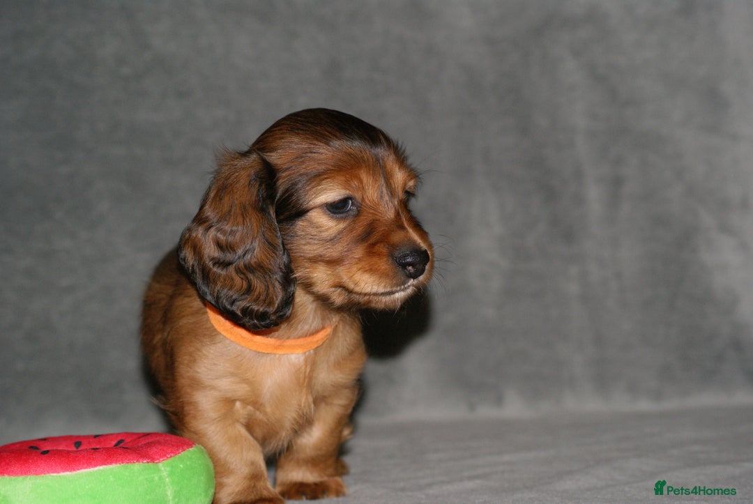 Miniature Dachshund dogs for sale: KC Registered Miniature Longhaired Dachshunds - Advert 4