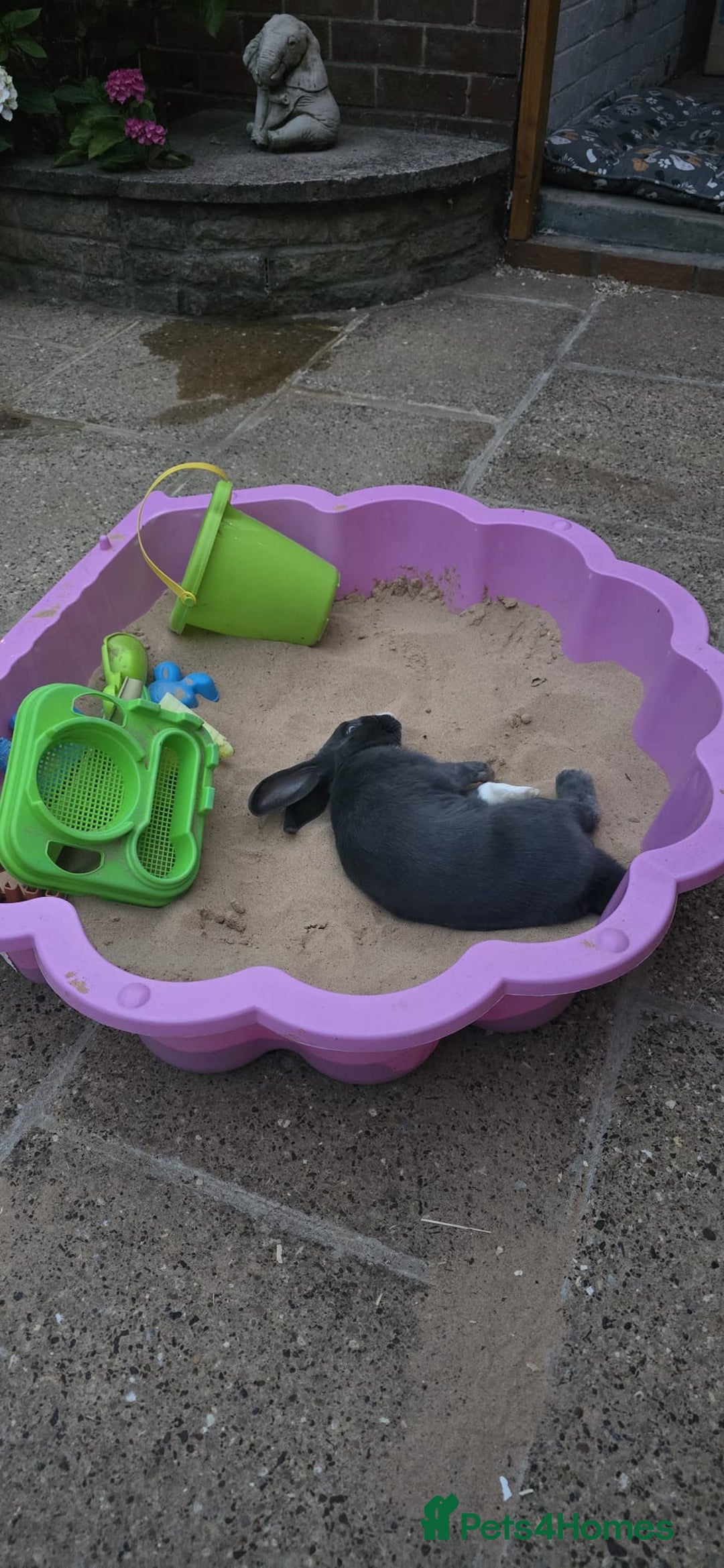 Mixed Breed rabbits for sale: Rabbit for sale  - Advert 3