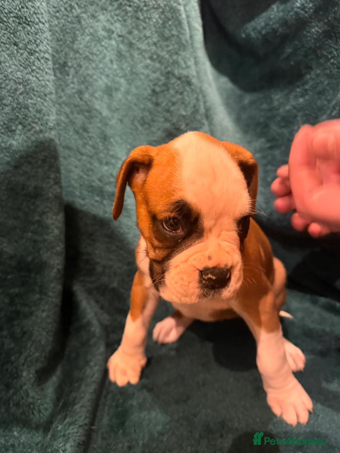 Boxer dogs for sale: Boxer puppies - Advert 24