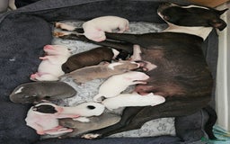 Staffordshire Bull Terrier dogs for sale:  Unique Classic Markings - Image 1