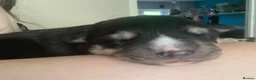 Mixed Breed dogs for sale: Collie mix pups in Gloucester - Advert 19