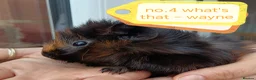 Guinea Pig rodents for sale: ♥️ Beautiful Abyssinian girl & boy guinea pigs ♥️ - Advert 2